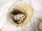 Hemicidaroida insolite - fossile jurassique Boulonnais