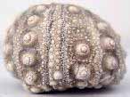 Hemicidaroida insolite - fossile jurassique Boulonnais