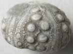 Hemicidaroida hexamre insolite - fossile jurassique Boulonnais