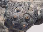 Hemicidaroida insolite - fossile jurassique Boulonnais