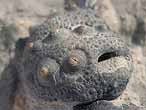 Hemicidaroida insolite - fossile jurassique Boulonnais