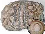 Hemicidaris insolite - fossile jurassique Boulonnais