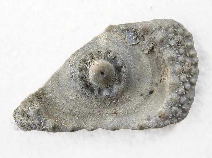 Nenoticidaris bononiensis oursin fossile jurassique Boulonnais