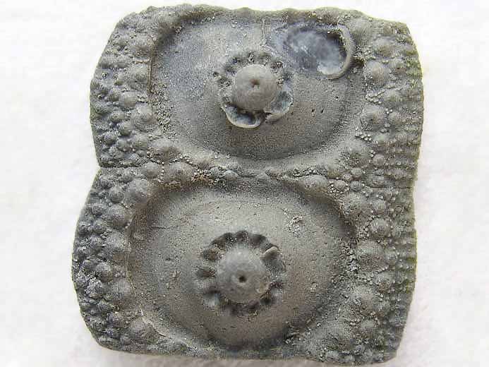 Nenoticidaris bononiensis oursin fossile jurassique Boulonnais