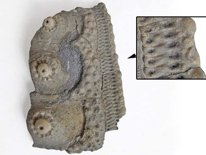 Nenoticidaris bononiensis oursin fossile jurassique Boulonnais
