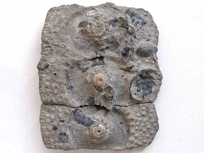 Nenoticidaris bononiensis oursin fossile jurassique Boulonnais