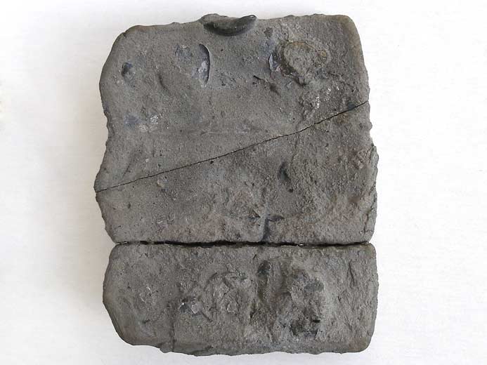 Nenoticidaris bononiensis oursin fossile jurassique Boulonnais