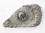Oursin rgulier Cidaroida Nenoticidaris fossile du jurassique Boulonnais