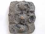 Oursin rgulier Cidaroida Nenoticidaris fossile du jurassique Boulonnais