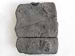 Oursin rgulier Cidaroida Nenoticidaris fossile du jurassique Boulonnais