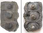 Oursin rgulier Cidaroida Nenoticidaris fossile du jurassique Boulonnais