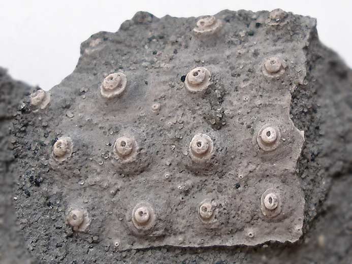 Phymopedina sp oursin fossile du jurassique Boulonnais COPYRIGNT P.TITREN