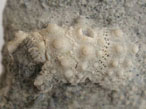 Oursins rguliers Phymosomatidae fossiles du jurassique Boulonnais