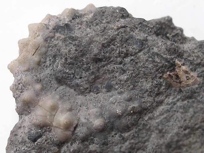 Polydiadema fossile jurassique Boulonnais