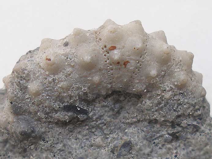 Polydiadema fossile jurassique Boulonnais