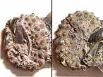 Oursin rgulier Polydiadema fossile du jurassique Boulonnais