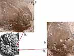 Oursin rgulier Polydiadema fossile du jurassique Boulonnais