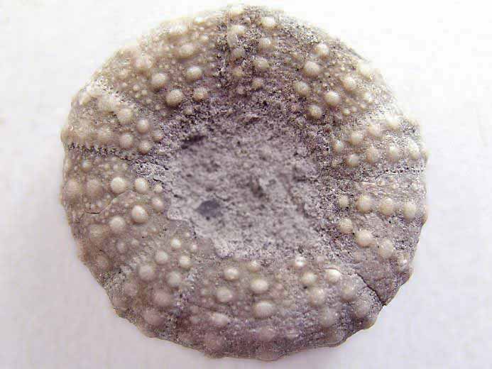 Pseudodiadema oursin fossile jurassique Boulonnais