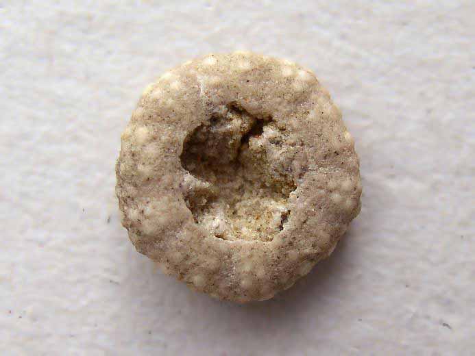 Pseudodiadema oursin fossile jurassique Boulonnais