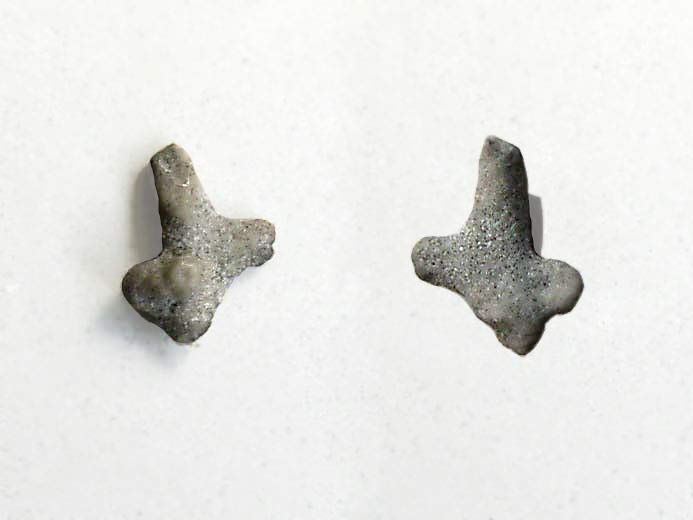 Psammaster davidsoni : osselets fossiles Astrie jurassique Boulonnais