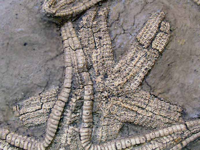Psammaster davidsoni Astrie fossile jurassique Boulonnais, COPYRIGHT P.TITREN