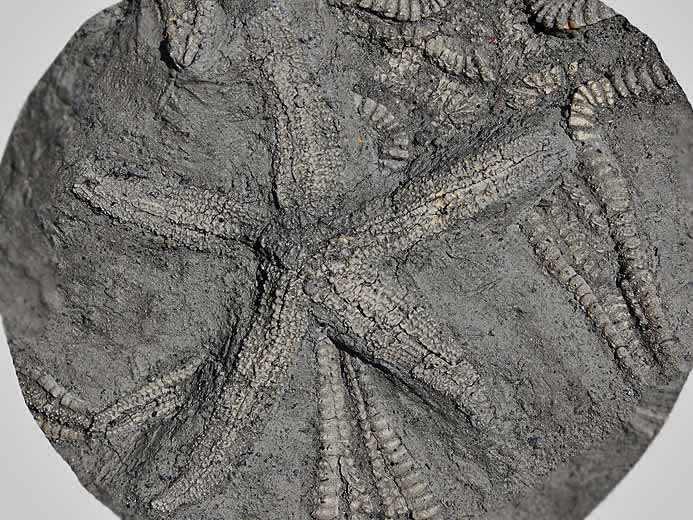Psammaster davidsoni Astrie fossile jurassique Boulonnais<BR>COPYRIGHT P.TITREN