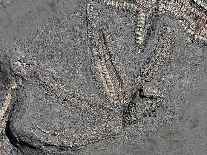 Psammaster davidsoni Astrie fossile jurassique Boulonnais COPYRIGHT P.TITREN