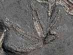 Astries fossiles: Psammaster du jurassique Boulonnais COPYRIGHT P.TITREN