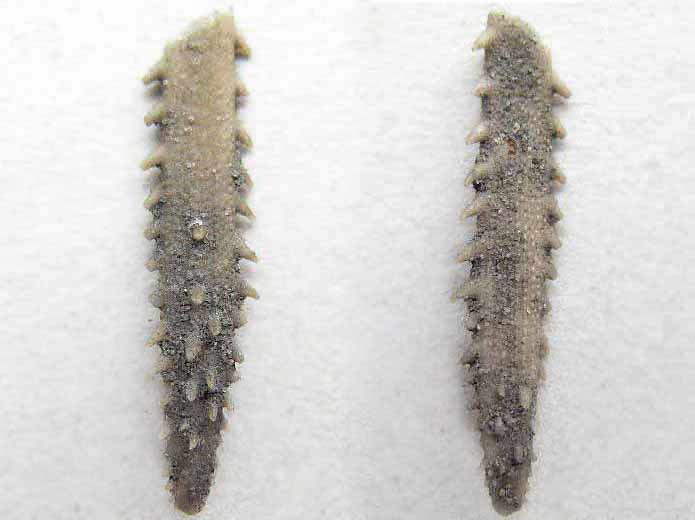 Radiole infrieure de Polycidaris legayi fossile jurassique Boulonnais