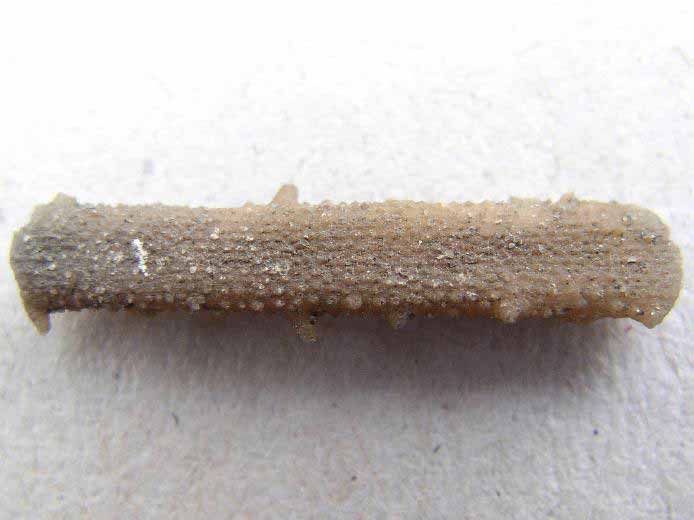 Radiole de Polycidaris legayi fossile jurassique Boulonnais