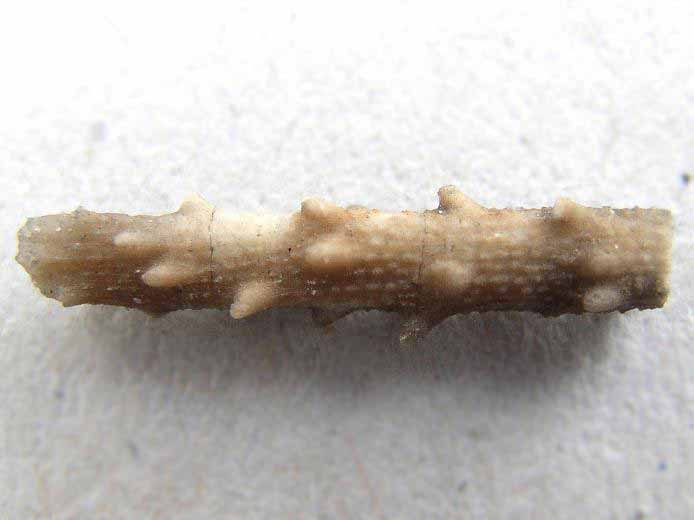 Radiole infrieur de Polycidaris legayi fossile jurassique Boulonnais