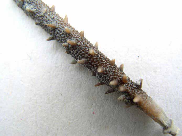 Radiole infrieur de Polycidaris legayi fossile jurassique Boulonnais