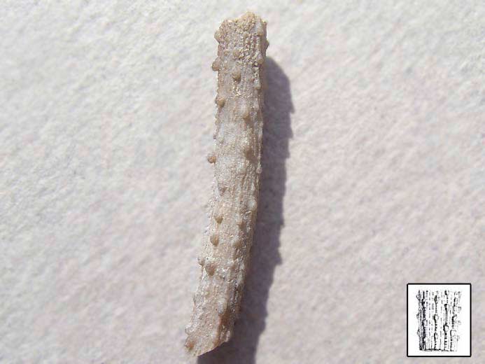Radiole de Nenoticidaris bononiensis fossile jurassique Boulonnais