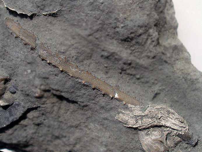 Radiole infrieure de Polycidaris legayi fossile jurassique Boulonnais