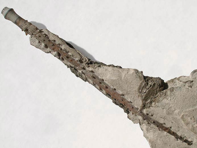 Radiole de Nenoticidaris bononiensis fossile jurassique Boulonnais