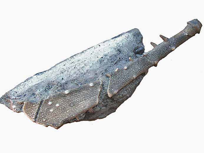 Radiole infrieure de Polycidaris legayi fossile jurassique Boulonnais COPYRIGHT P.TITREN
