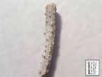 Radiole de Nenoticidaris bononiensis fossile jurassique Boulonnais