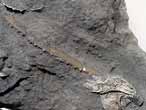 Radiole de Polycidaris legayi fossile jurassique Boulonnais