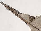 Radiole de Nenoticidaris bononiensis fossile jurassique Boulonnais