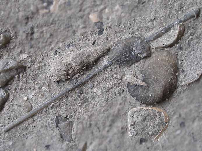 Radioles d'Oursins rguliers fossiles jurassique Boulonnais