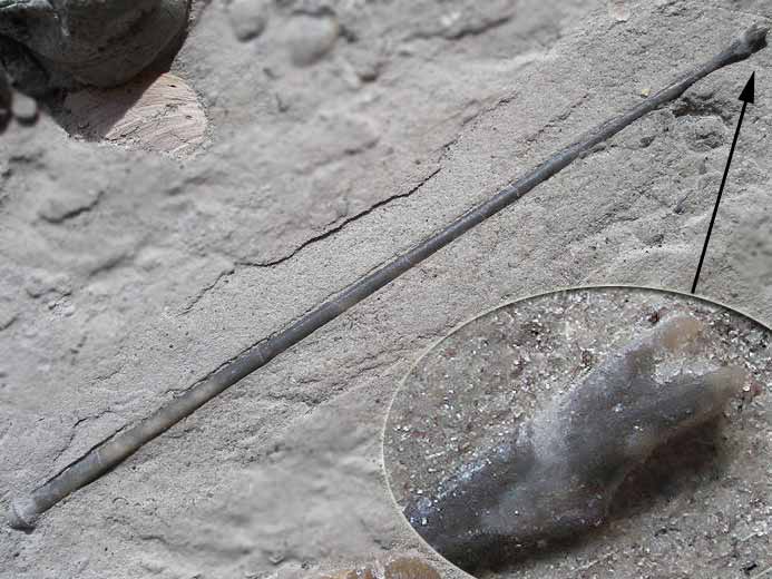 Radioles d'Oursins rguliers fossiles jurassique Boulonnais