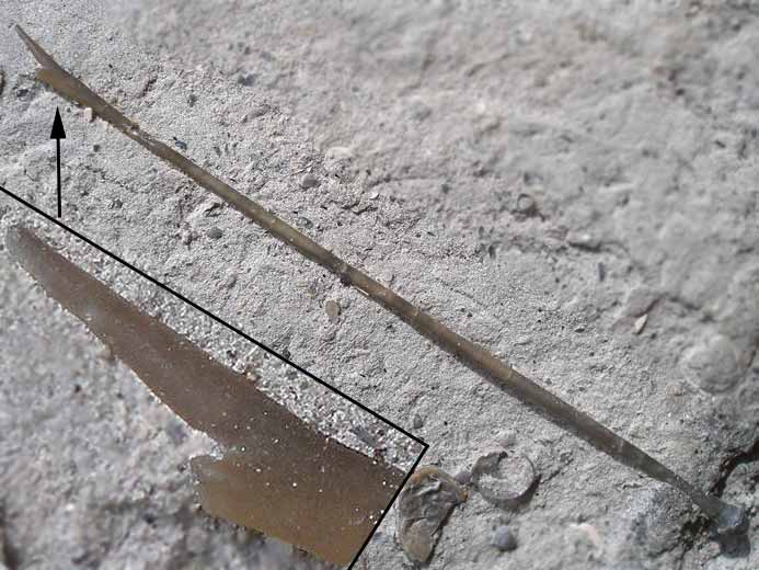 Radioles d'Oursins rguliers fossiles jurassique Boulonnais