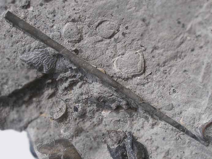 Radioles d'Oursins rguliers fossiles jurassique Boulonnais