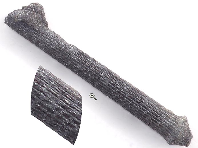 Radioles d'Oursins rguliers fossiles jurassique Boulonnais