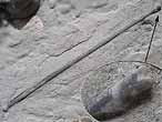 Radioles d'Oursins rguliers fossiles jurassique Boulonnais