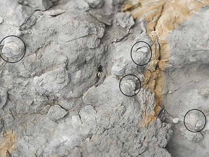 Ampullina sp fossile du jurassique Boulonnais