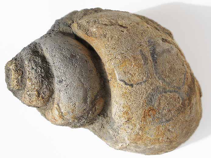 Ampullina sp fossile du jurassique Boulonnais