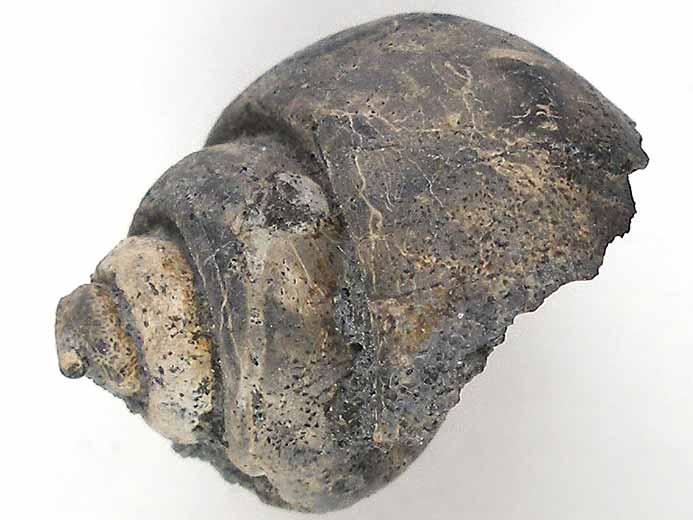 Ampullina sp fossile du jurassique Boulonnais