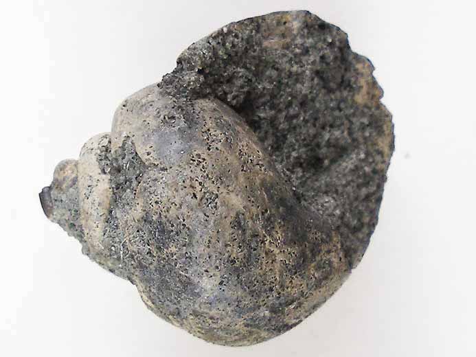 Ampullina sp fossile du jurassique Boulonnais
