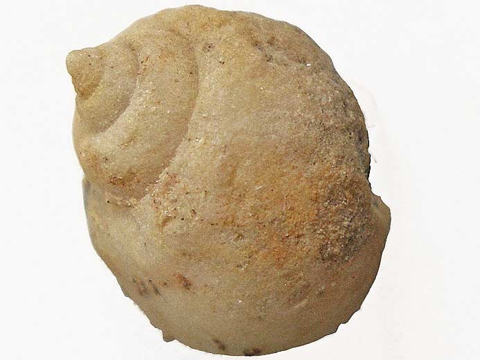 Ampullina sp fossile du jurassique Boulonnais